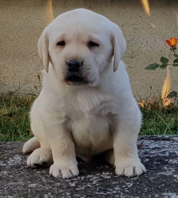 Labrador-retriver-stenci-
