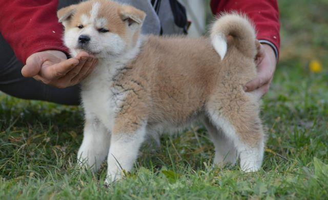 Akita-inu-prelepi-stenci-
