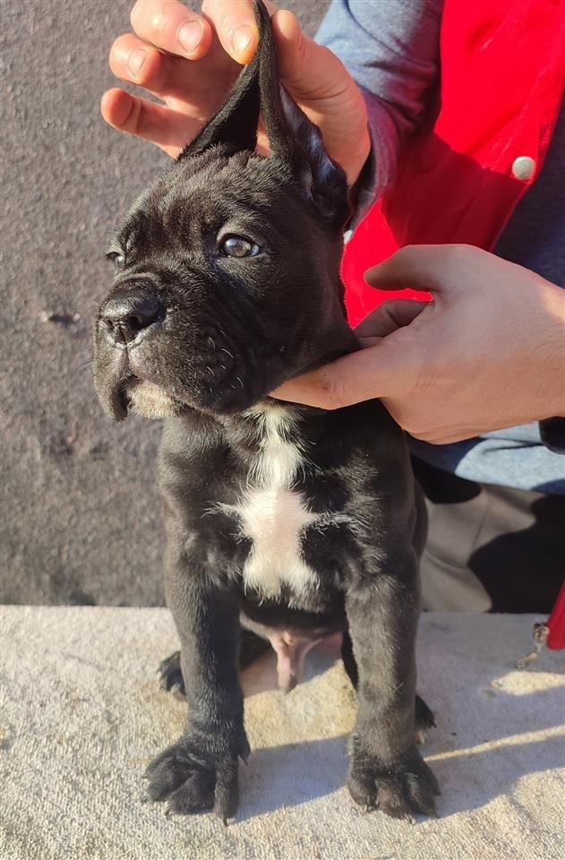 Cane-Corso