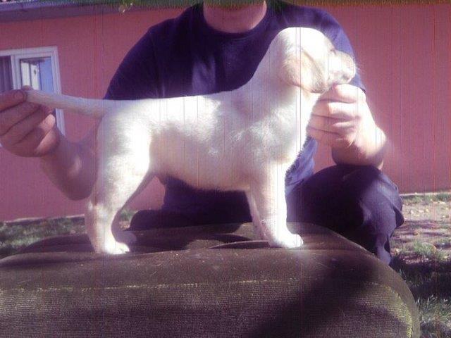 Labrador-Retriver---stenci-iz-odlicne-kombina