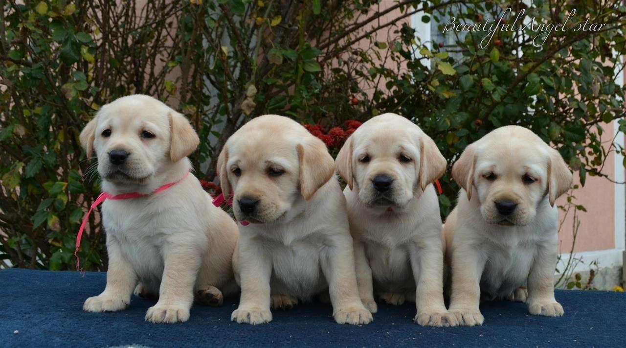Labrador-retriver-