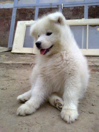 Samojed-žensko-štene