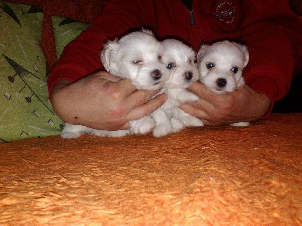 Maltezer