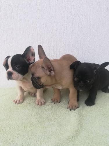 Francuski buldog, stenci na prodaju
