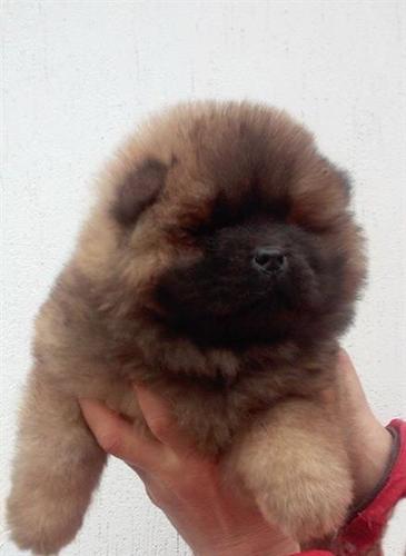 Kvalitetna Chow-Chow stenad