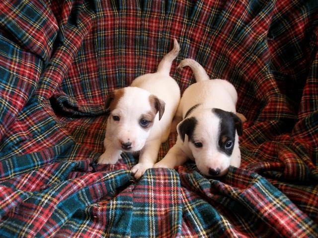 Jack-Russel-Terrier
