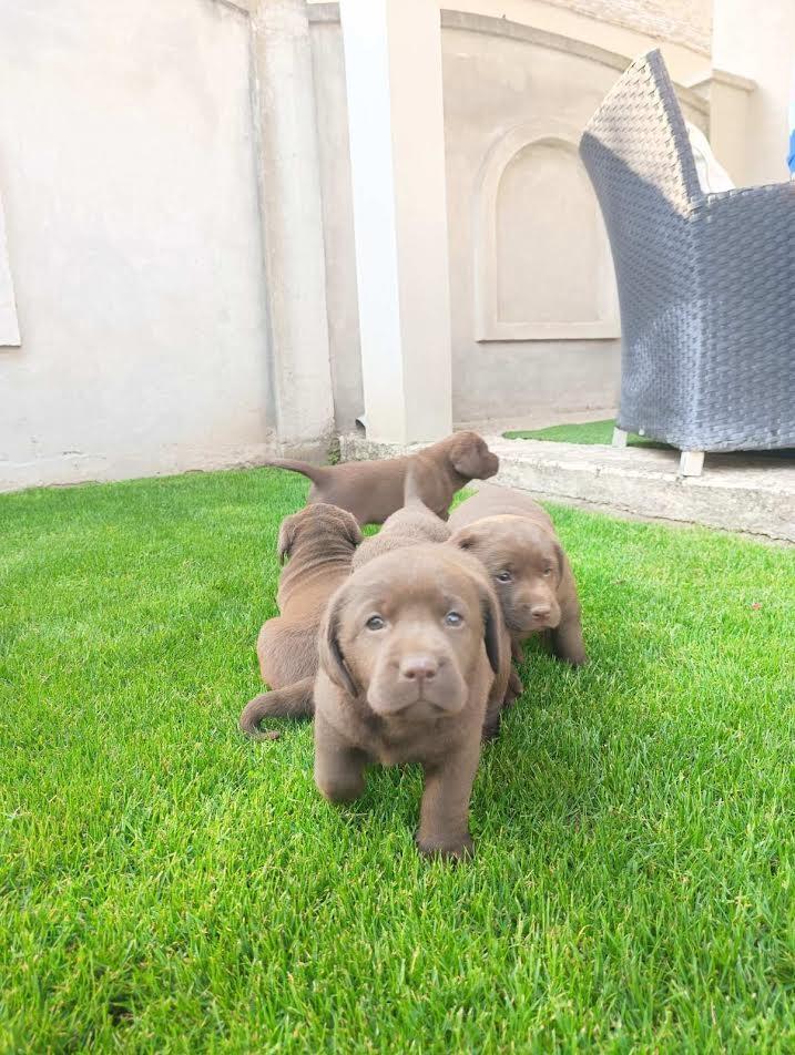 Labrador-retriver