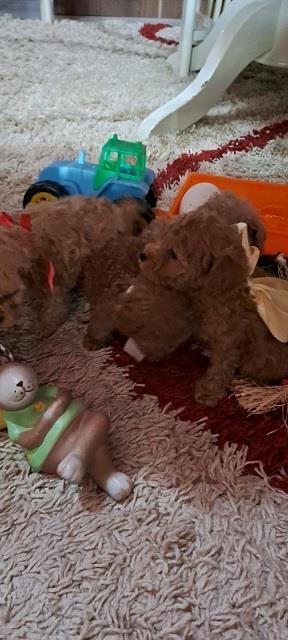 Toy-pudle-