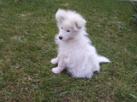Samojed-zenkica