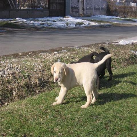 Labrador-Retriver