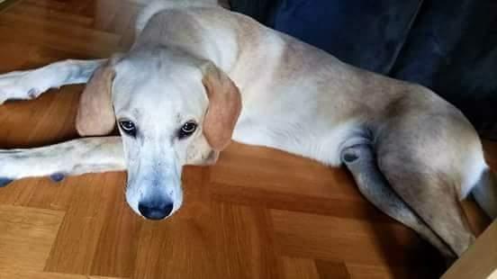 Na-poklon-mesanac-labradora