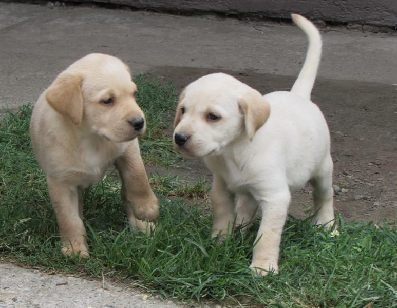 Labrador-retriver-stenad-