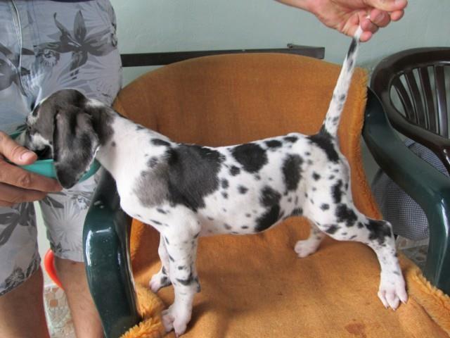 Nemacka-doga