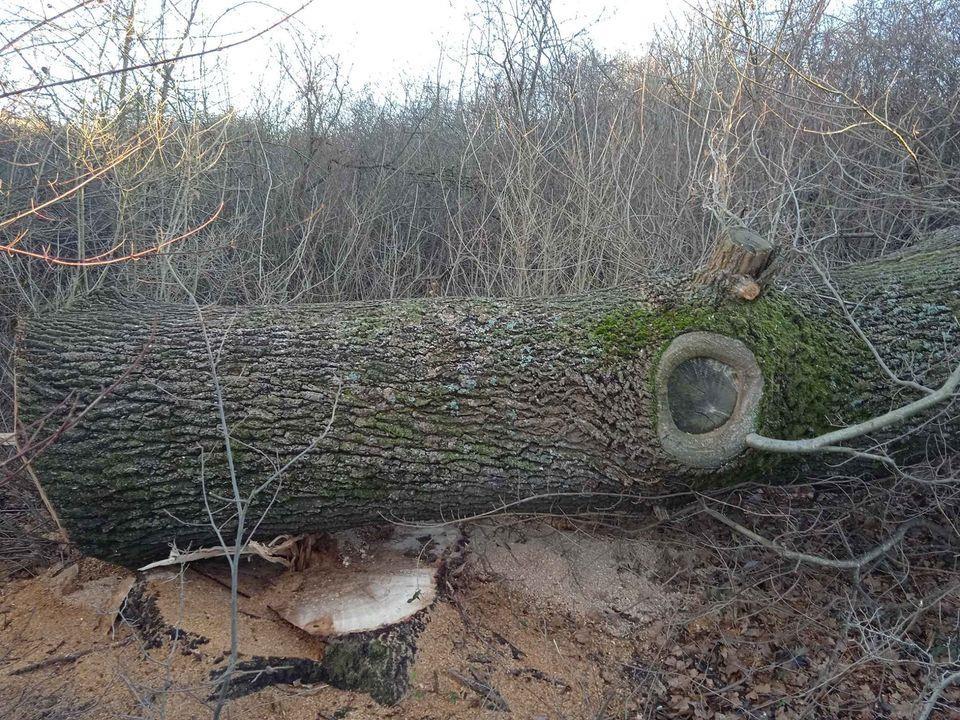 TRUPAC-HRASTA-LUŽNJAKA