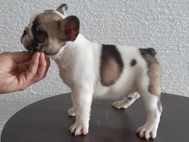 Francuski buldog, štenci