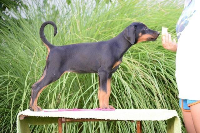 Doberman-stenci
