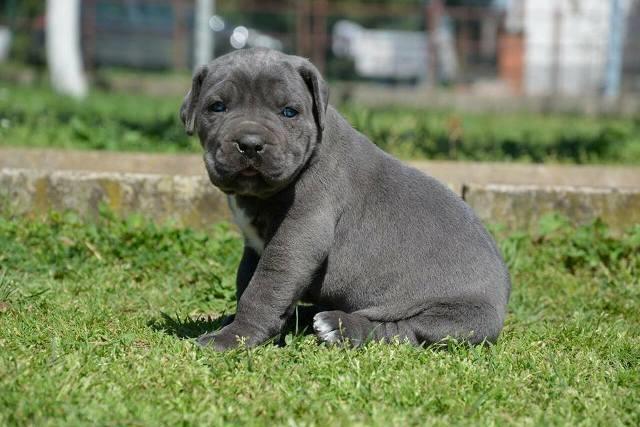 Cane-Corso-stenci