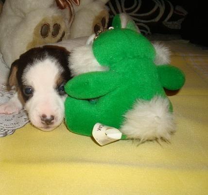 Jack-Russell-terrier