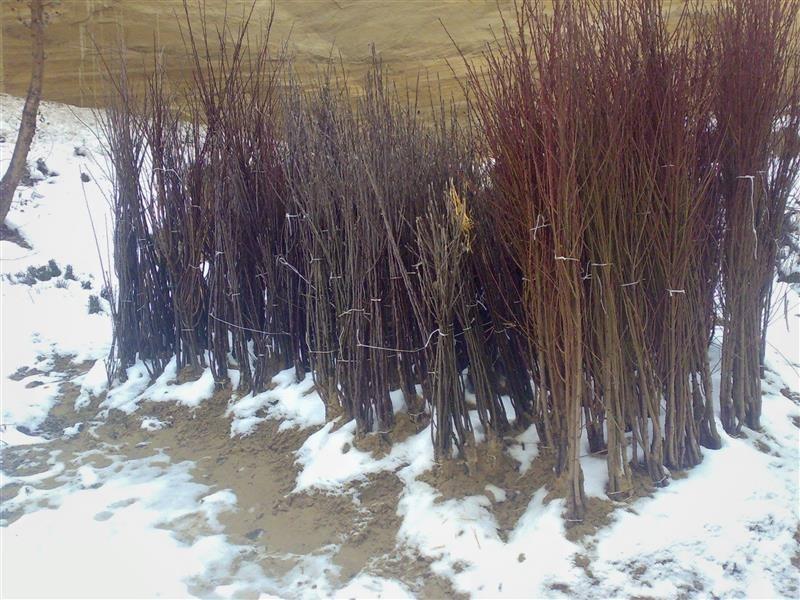 VOCNE-SADNICE