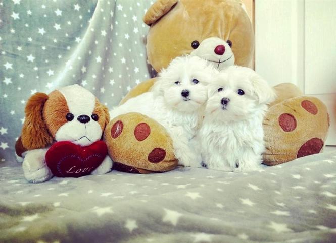 Mini maltezer