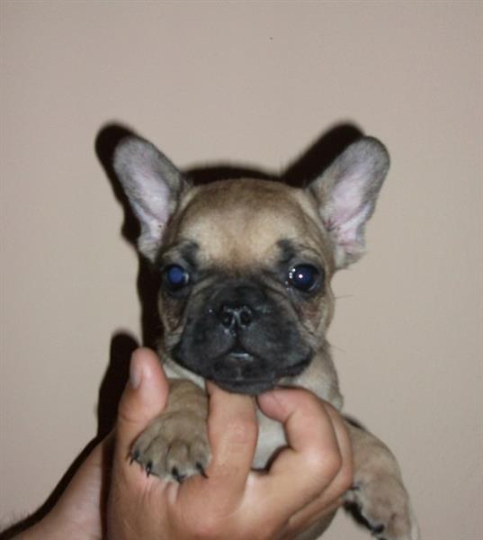 Francuski-buldog-stenad