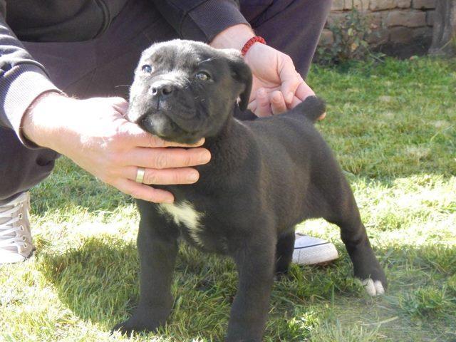 Cane Corso