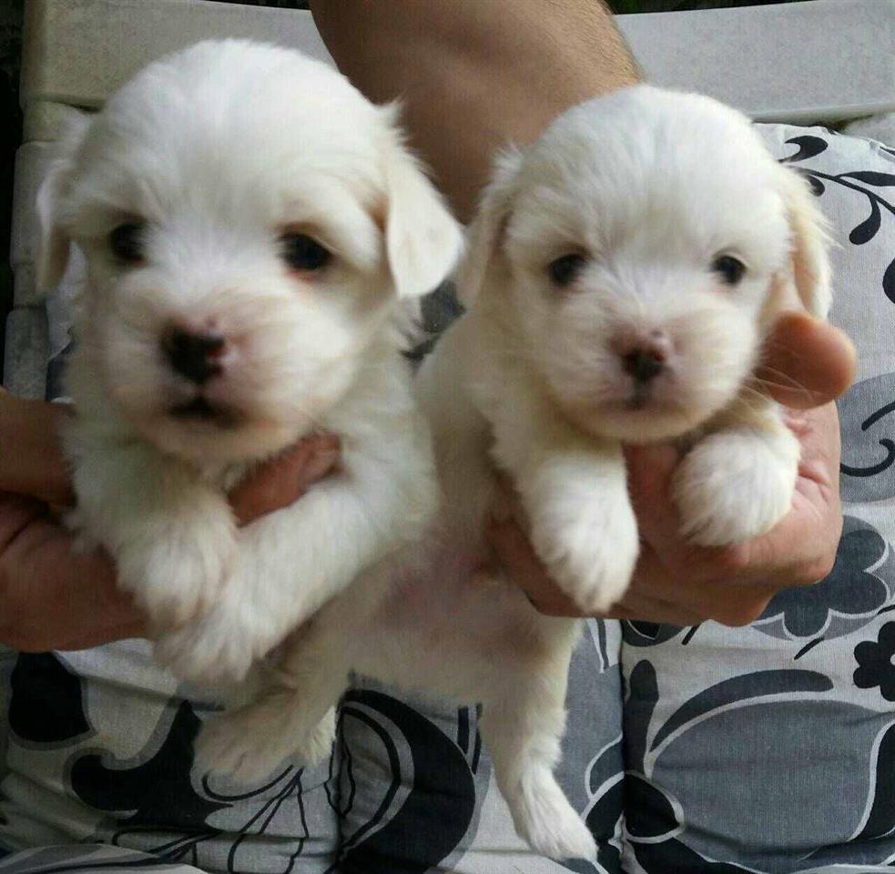 Coton-de-Tulear