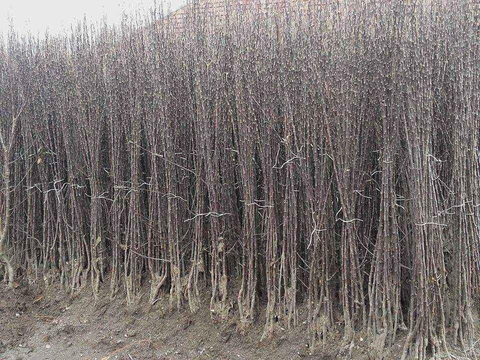 Vocne-sadnice