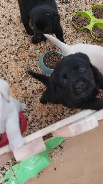 Labrador-stenci