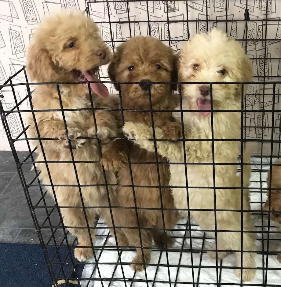 Labradoodle-F1