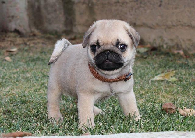 Mops--štenci