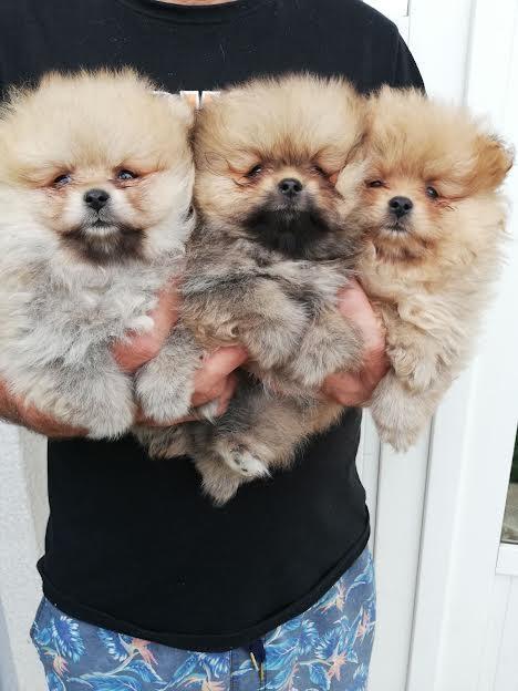 Pomeranski-spic
