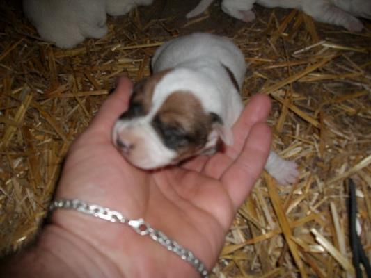 Jack-Russel-Terrier