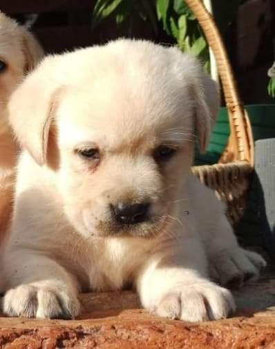 Labrador-retriver-
