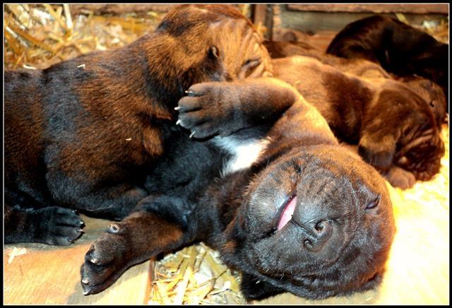 Cane-Corso-stenad