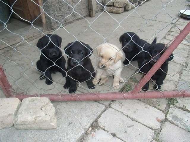 Labrador-retriver-stenad
