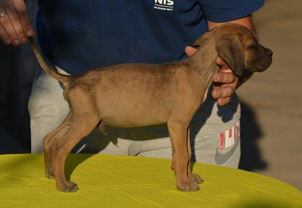 Cane-Corso-stenad