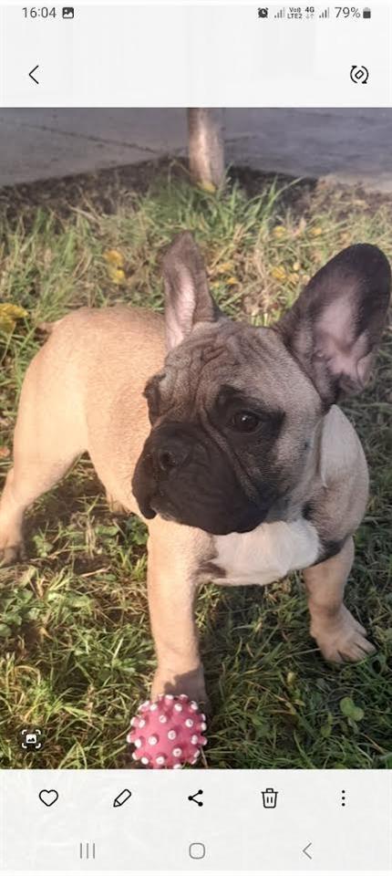 Francuski-buldog