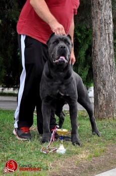 Cane-corso--sivi-stenci