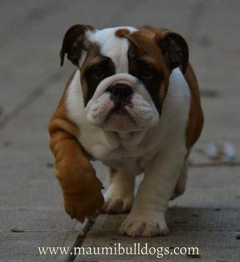 Engleski-Buldog