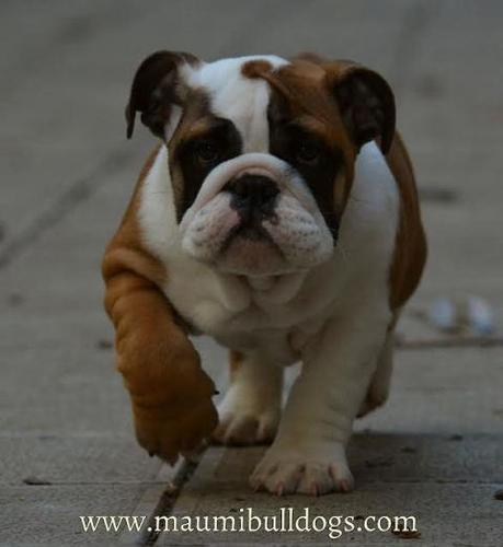 Engleski Buldog