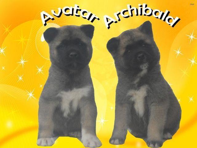 Americka Akita stenad 