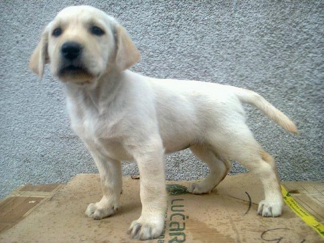 Labrador retriver, stenad