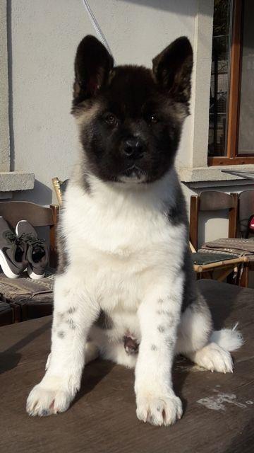 Američka-Akita--štenci