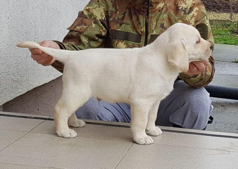 Stenci-LABRADOR-retrivera
