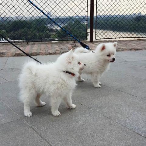 Pomeranski-Špic-