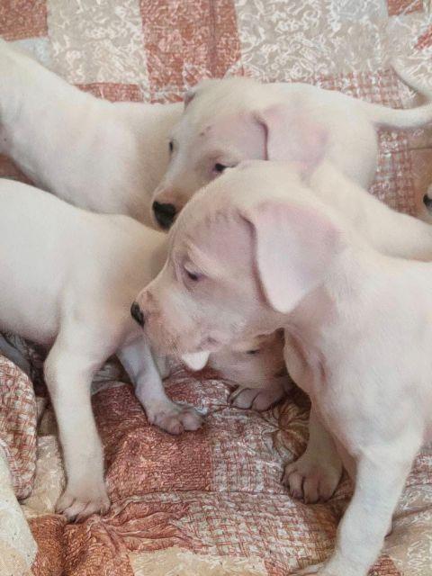 Dogo-Argentino-štenci
