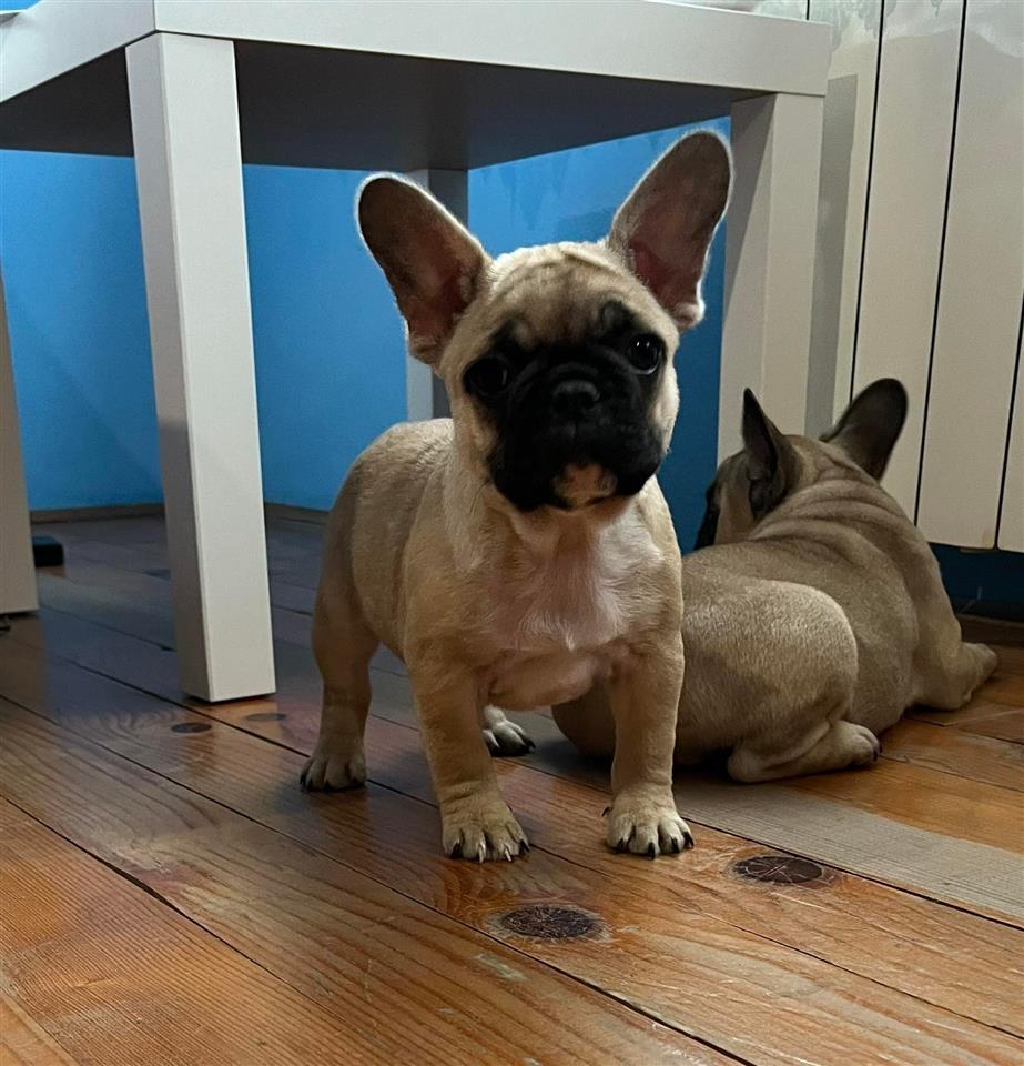 Francuski-Buldog