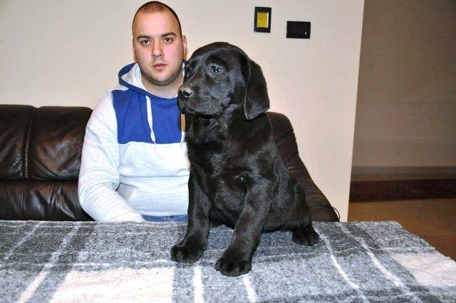 Labrador Retriver, crne zenkice