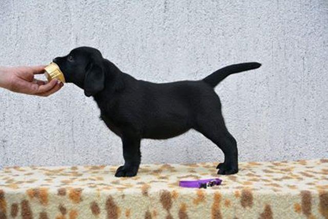 Labrador-Retriver---štenci